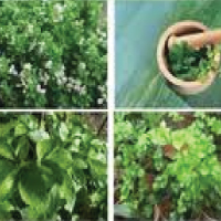 fruits