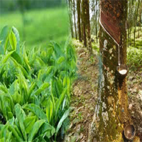 fruits