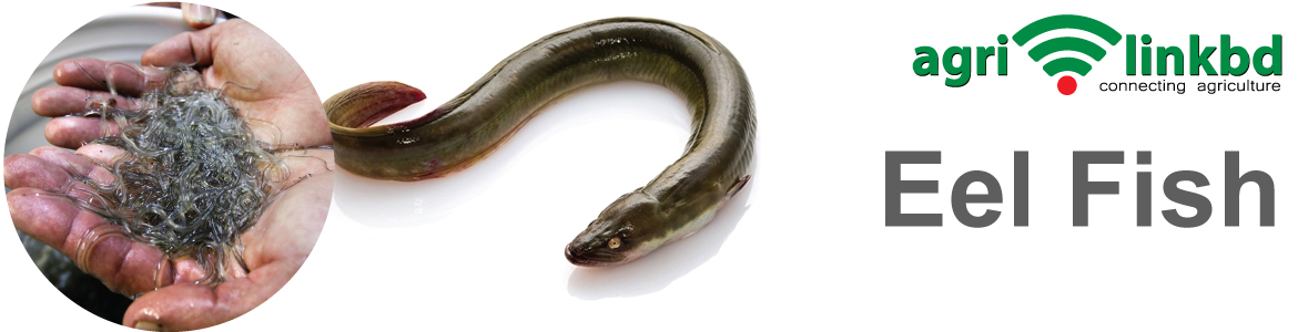 banner-image