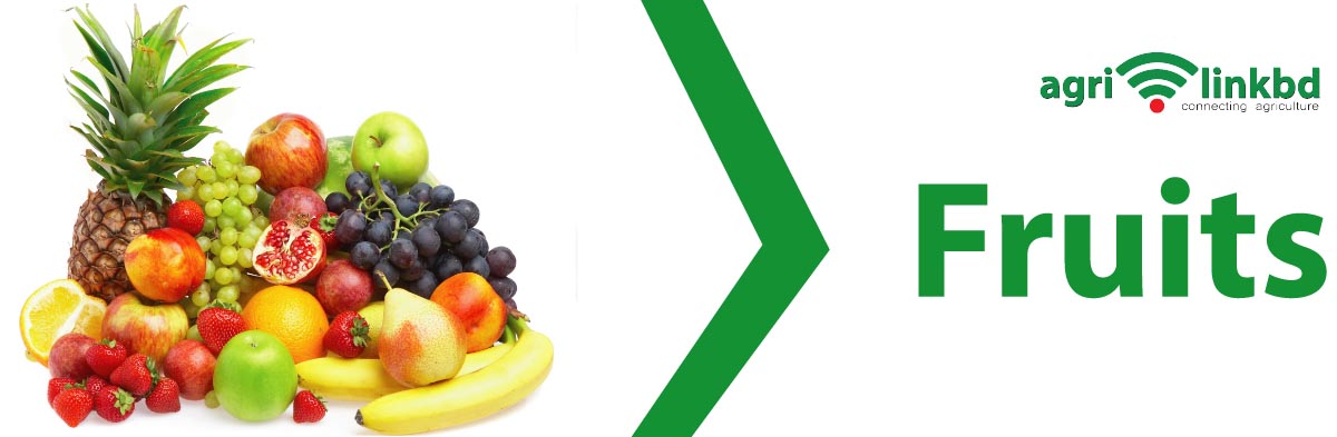 banner-image