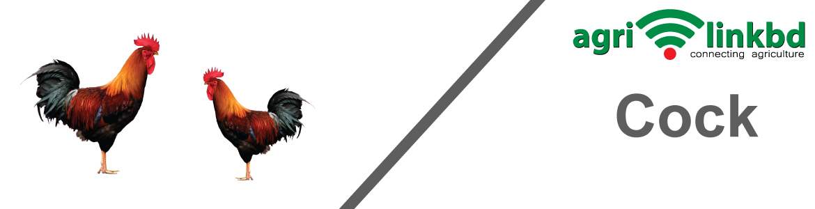 banner-image
