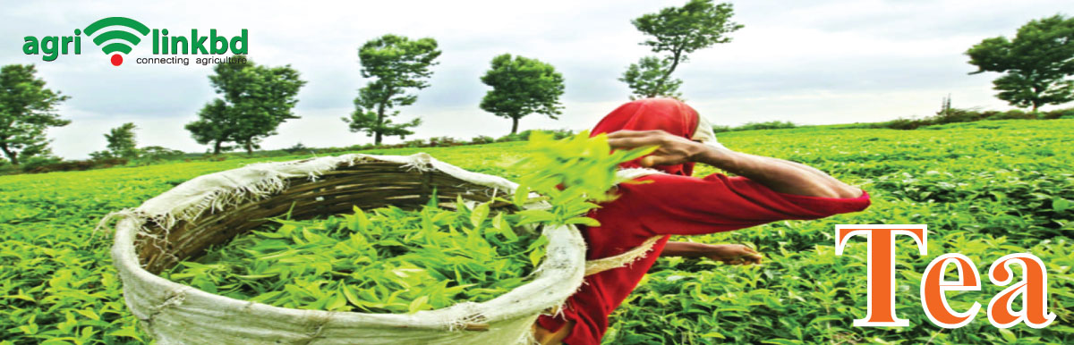 banner-image