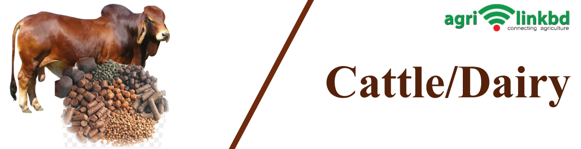 banner-image
