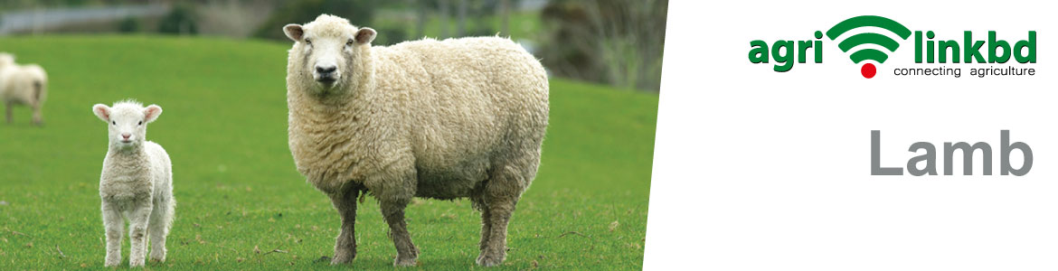 banner-image