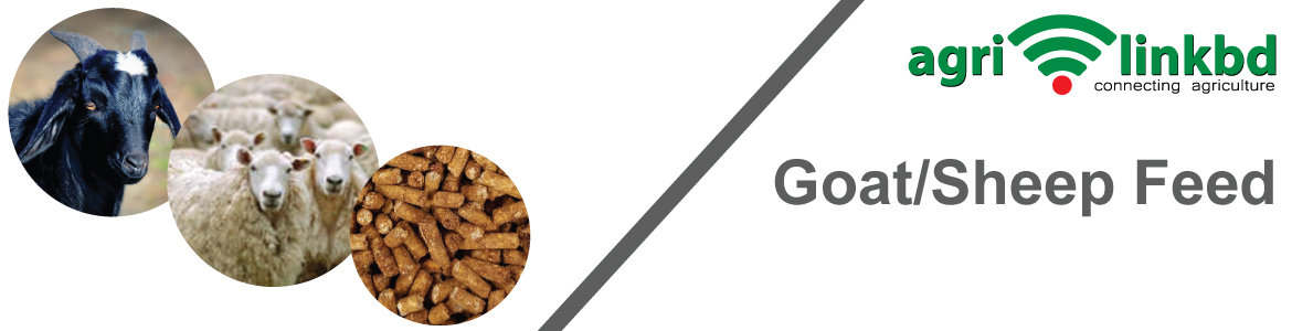 banner-image