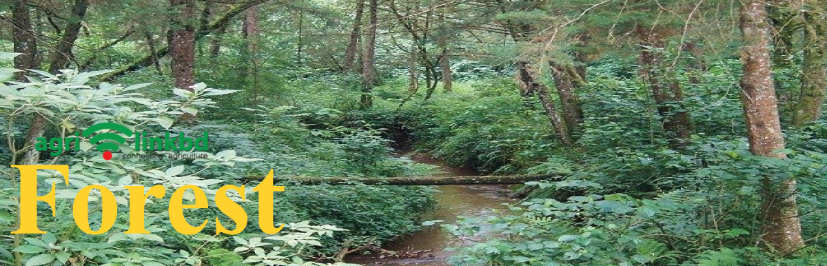 banner-image
