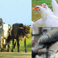 Veterinary Medicine