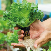 Hydroponics