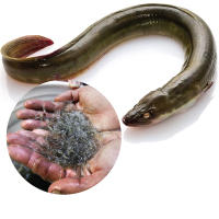 Eel Fish