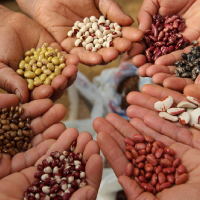 Seed