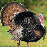 Turkey Farm