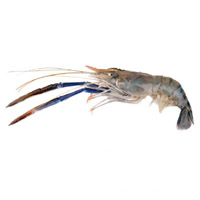 Golda Shrimp