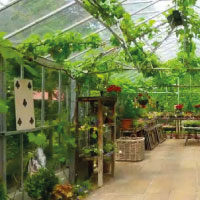 Green House