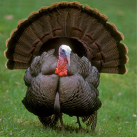 Turkey Feed