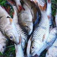 Local Fish