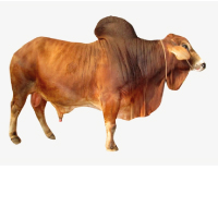 Beef Fattening