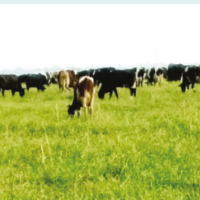 Animal Nutrition