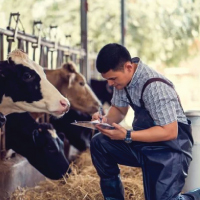 Dairy & Cattle