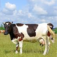 Dairy Farm