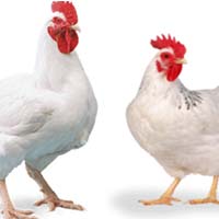Poultry