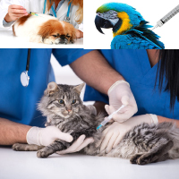 Pet & Bird