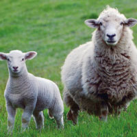 Lamb