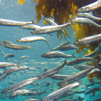 Marine Fisheries
