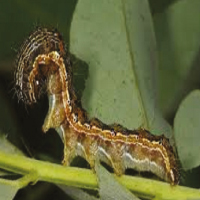Entomology