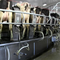 Dairy & Milking