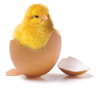 Day Old Chicks