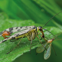 Entomologist