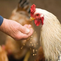 Feed & Nutrition