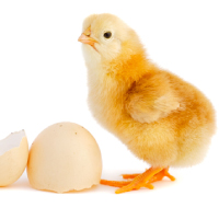 Poultry & Hatchery
