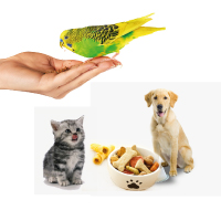 Pet & Fancy Bird
