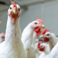 Poultry