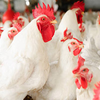 Broiler GP Farm