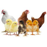 Poultry