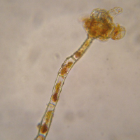 Plant Pathology