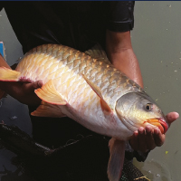 Fisheries, Biology