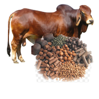 Cattle/Dairy