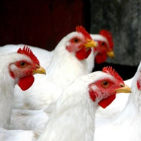 Broiler farm