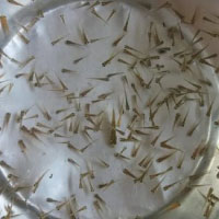 Fish Fry