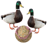 Duck