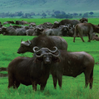 Buffalo
