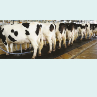 Dairy Science