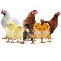 Poultry