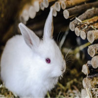 Rabbit