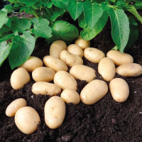 Potato