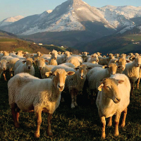 Sheep