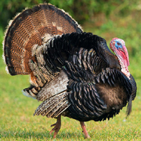 Turkey